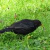 Amsel mit Regenwurm