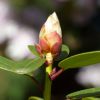 Knospe vom Rhododendron