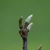 Knospen einer Magnolie