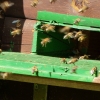 Bienenstock