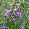 Fingerhut und Lavendel