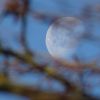 Mond hinter den Zweigen