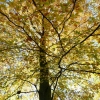 Herbstbaum
