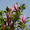 Magnolien