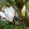Magnolie