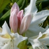 Rhododendron