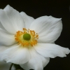 Anemone