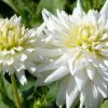Dahlien