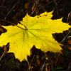 Blatt im Sonnenschein