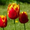 Tulpen