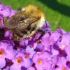 Hummel auf Sommerflieder