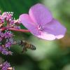Tellerhortensie mit Biene