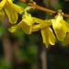Forsythien