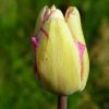 Tulpe
