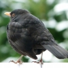 Amsel