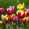 Tulpen