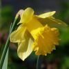 Narzisse