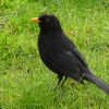 Amsel