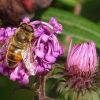 Große Hornissenschwebfliege
