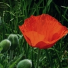 Mohn mit Knospen
