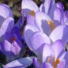 Krokusse