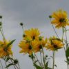 Helianthus tuberosus im Wind