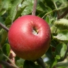 Apfel