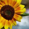 Sonnenblume