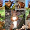 Meine Eichhörnchen