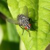 Fleischfliege
