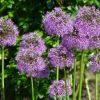 Allium