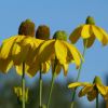 Rudbeckia