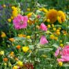 Gartenblumen