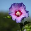 Hibiskus