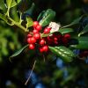 Beeren