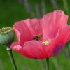 Mohn