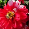 Dahlie mit Hummel