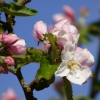 Apfelblüten