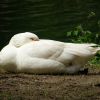 Gans schläft