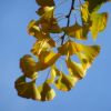 Ginkgo