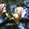Magnolien