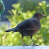 Amsel w.