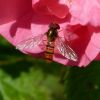 Schwebfliege