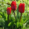 Tulpen
