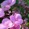 Tellerhortensie und Biene