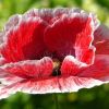 Mohn