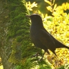 Amsel