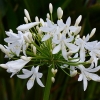 Weiße Schmucklilie