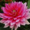 Dahlie