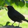 Amsel